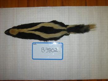 Media type: image;   Mammalogy BANGS-3802